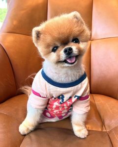 Jiff Pom